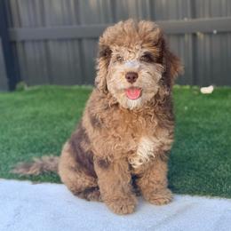 Winnie - Phantom male Goldendoodle puppy in Miami, Florida from Haus of Pawz