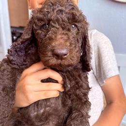 Green - Chocolate male Labradoodle puppy in Chula Vista, California from Coastal Cocoa Labradoodle