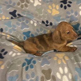 Dachshund Puppies from Rockin Mountain Hounds
