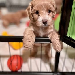Cavapoo and Cockapoo Puppies from Benji’s Cockapoos