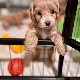 Cavapoo and Cockapoo Puppies from Benji’s Cockapoos
