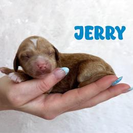 Jerry - Red  male Goldendoodle puppy in St. George, Utah from Utah Mini Doodles