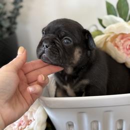 French Bulldog Puppies from Diamond Ridge French Bulldogs