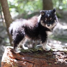 Pomsky Puppies from New World Pomskies
