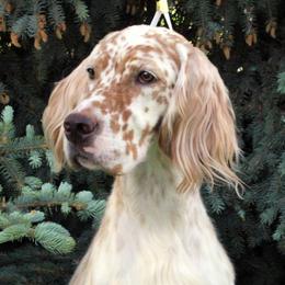 English Setter puppies from Upland English Setters
