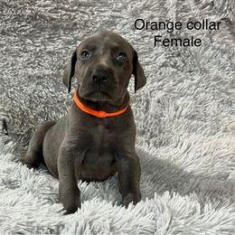 Orange collar - Blue female Great Dane puppy in Chippewa Falls, Wisconsin from Wheaton Prairie Danes-www.wpdanes.com