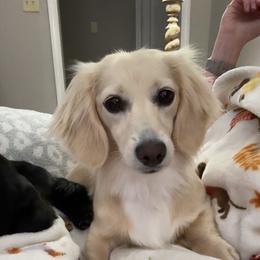 Bowie - Dachshund