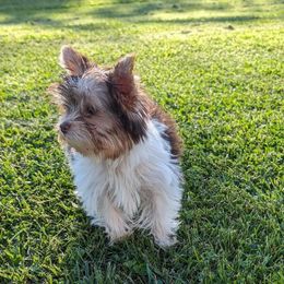 Yorkshire Terrier Puppies from John Curl