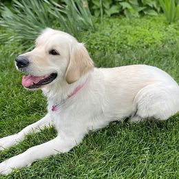 Daisy - Golden Retriever