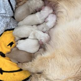 Boy 3 - Cream male Dachshund puppy in Martinsville, Virginia from Ana’s Beautiful Doxies