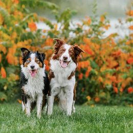 Border Collies from Rising Tide Border Collies