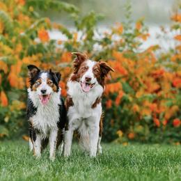 Border Collies from Rising Tide Border Collies