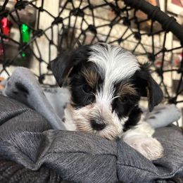 Gray boy - Parti male Yorkshire Terrier puppy in Cocoa, Florida from SummerTime AKC Yorkies