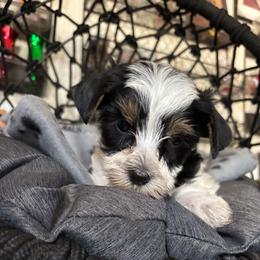 Gray boy - Parti male Yorkshire Terrier puppy in Cocoa, Florida from SummerTime AKC Yorkies