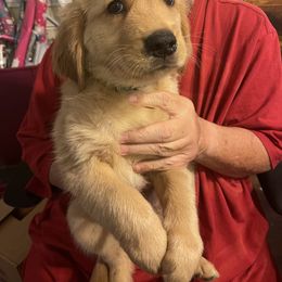 Golden Retriever Puppies from Ellabell Goldens