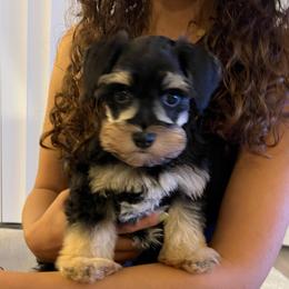 Joey - Black male Miniature Schnauzer puppy in Miami, Florida from Chiquiticos Shnauzers