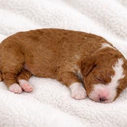 Boy 1 - Red  male Goldendoodle puppy in Pleasant Grove, Utah from Little legacy doodles
