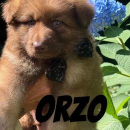 Orzo - Liver male German Shepherd puppy in Fort Jennings, Ohio from Von Holtzapple German shepherds