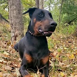 Aaliyah - Doberman Pinscher