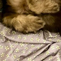 Poodle, Soft Coated Wheaten Terrier, and Whoodle Puppies from Green Mountain Kennel