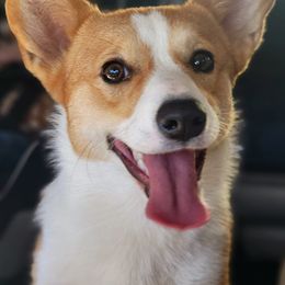Pembroke Welsh Corgi All Grown Up from Jenny May’s Corgis