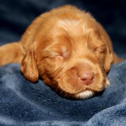 Mousse - Apricot male Australian Labradoodle puppy in Stanwood, Washington from Victoria Creek Australian Labradoodles