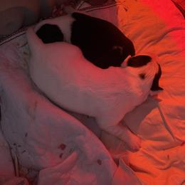 Sporty Mix Puppies from Seay's Sporty Mixes