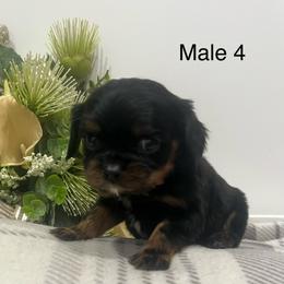 Male 4 - Black and tan male Cavalier King Charles Spaniel puppy in Greensburg, Kentucky from Kentucky Cavalier King Charles Spaniels