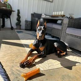 Doberman Pinscher Puppies from Eminent Dobermans