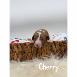Cherry - Red  male Goldendoodle puppy in Smithfield, Kentucky from KBK9 Kennels