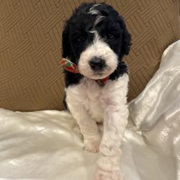 Toby - Parti male Poodle puppy in Mobile, Alabama from Semmy’s Standard Poodle LLC