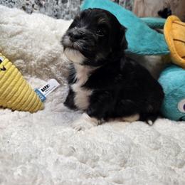 Boy 12 - Black and white male Havanese puppy in Deer Park, Washington from Mt. Top Havanese