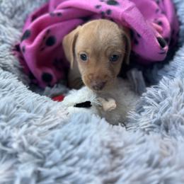 Dachshund Puppies from Silver Dach Farms