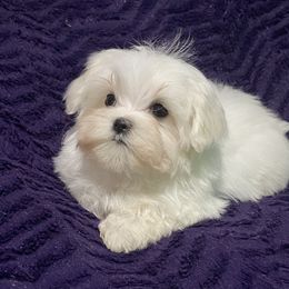 Foxy - White female Maltese puppy in Billingsley, Alabama from Euphoria Maltese