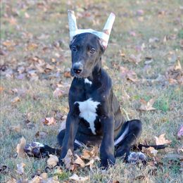 Black female D3 - Black and white female Great Dane puppy in Golconda, Illinois from Breken Great Danes