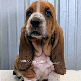 Lexi - Mahogany and white female Basset Hound puppy in Franklin, Indiana from 4 Sail Quarter Horses and Hounds