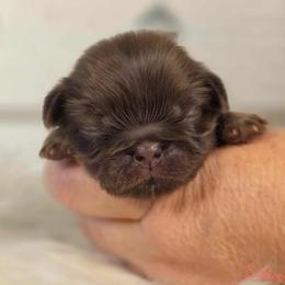 French Bulldog and Pekingese Puppies from SFLK