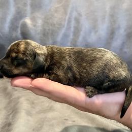 Dachshund, Pembroke Welsh Corgi, and Toy Australian Shepherd Puppies from Journey’s End CAD Farm