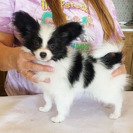 Papillons from SunDream Papillons