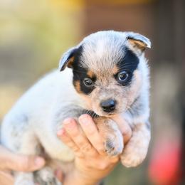 -Girl 1 - Blue female Australian Cattle Dog puppy in Kaufman, Texas from Emberwick Ranch