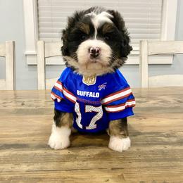 Bernedoodle and Goldendoodle Puppies from Point Breeze Doodles, LLC