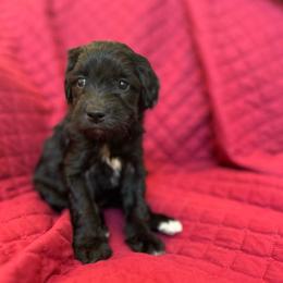 Purple - Black female Goldendoodle puppy in Millville, New Jersey from Michelle's Doodles