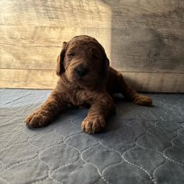 Michelangelo (orange collar) - Apricot male Poodle puppy in Milan, Tennessee from Twin Oak Goldendoodles
