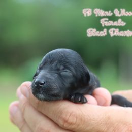 Girl 1 - Black female Whoodle puppy in Youngstown, Florida from Wonderland’s Boujie Kennels