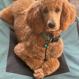 Poodle puppies from Renegade Standard Poodles