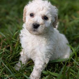 Bonney - Cream female Poodle puppy in Salem Township, Maine from Moirae Poodles