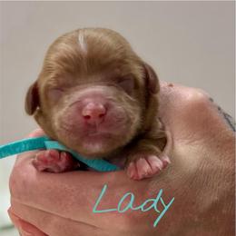 Lady - Red female Cockapoo puppy in Mocksville, North Carolina from Little Bear Doodles