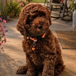 Ceasar - Red  male Poodle puppy in Salem, Missouri from Meadowbrook Poodles