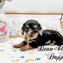 Dean - Dapple male Dachshund puppy in Prairieville, Louisiana from Southern Barron Danes & Dachshunds