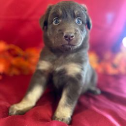 Hershey - Brown Collar - Red female Australian Shepherd puppy in San Marcos, California from Faith Family Freedom Farm